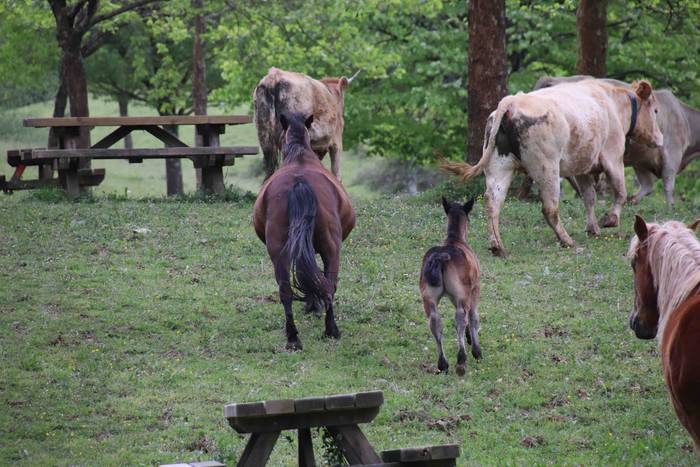 Larre irekiera festa Komizar 6 1650713595243