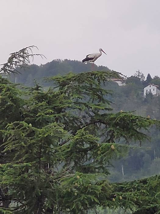 Tolosan abuztuan bixitan