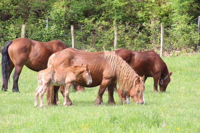 Amasamendiko larreetan bazka 17 1525172899328