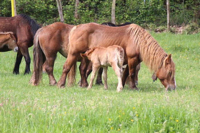 Amasamendiko larreetan bazka 19 1525172913959