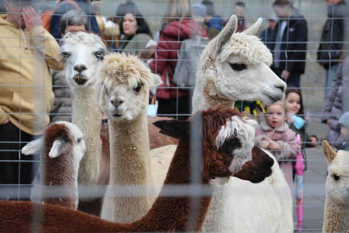 Tolosako Gabonetako Azoka Berezia 2018 58 1545489456647