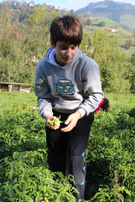 Piperraren zikloa 2015 6 1445442212371