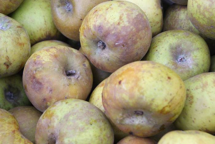 Zuhaitz Azoka Tolosan 2016 23 1456601474273