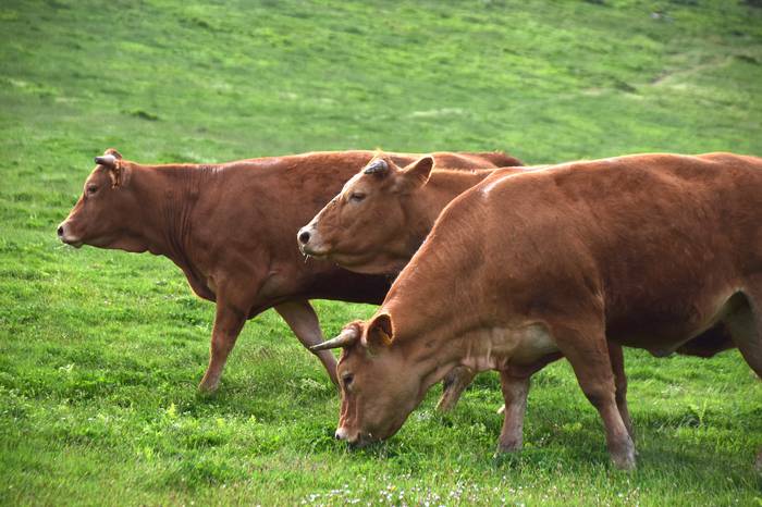 BERASTEG LARRE IREKIERA 2022 25 1652525079559