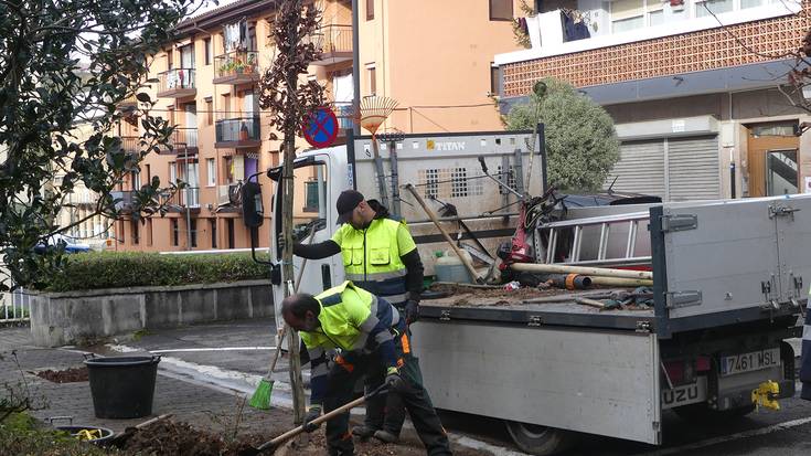 Udalak egoera txarrean zeuden 30 zuhaitz ordezkatuko ditu Villabonako kaleetan