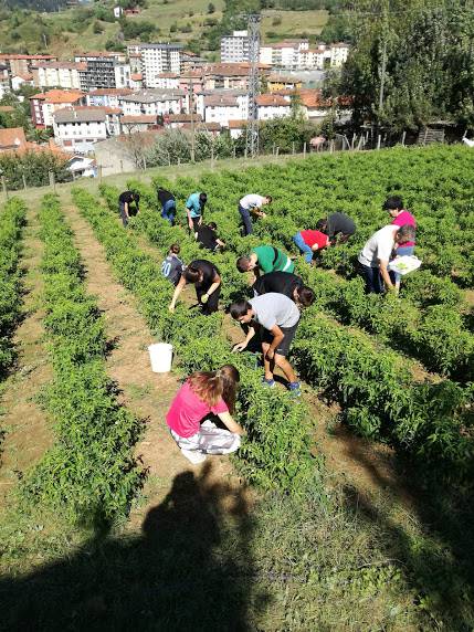 Ibarrako piperrak biltzen ar 13 1538055420074