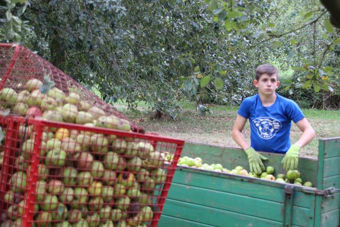 Sagarrak jasotzen. Altzo. Sa 33 1631723387604