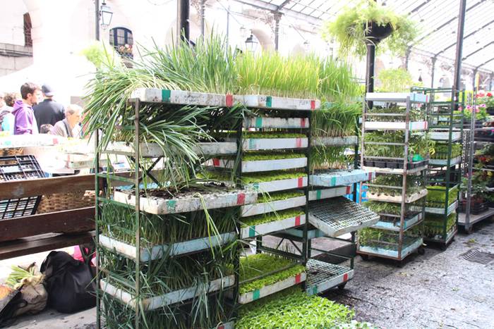 Udaberria loratu da Tolosan 27 1526734140930