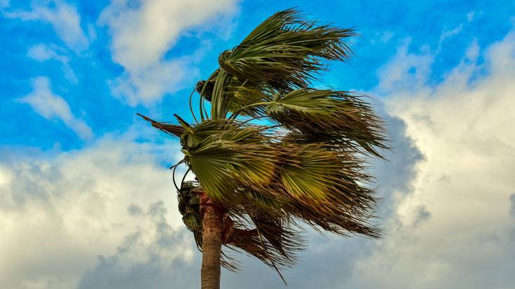 Haizea eta palmondoa