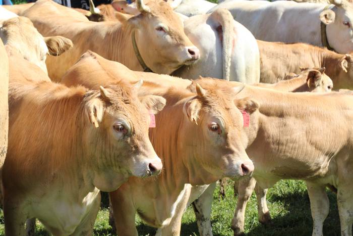 Larre irekiera Larraitzen 20 49 1493639955215