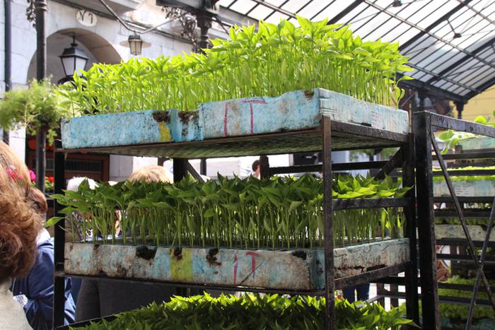 Udaberria loratu da Tolosan 19 1526734095888