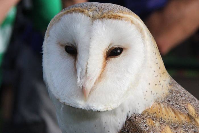 2016 bidea 20 1471775886357