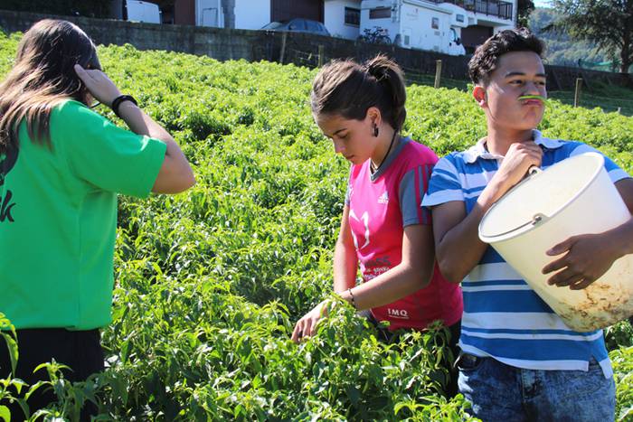 Ibarrako piperrak biltzen 20 36 1506521084324