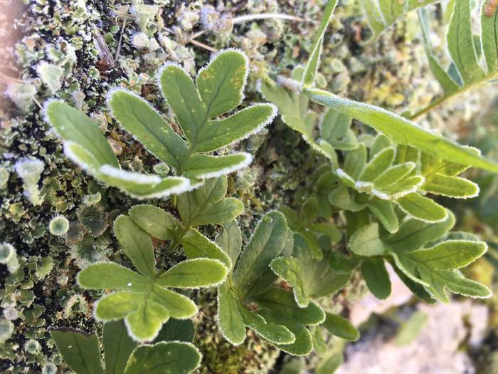 Berastegiko negu ederra