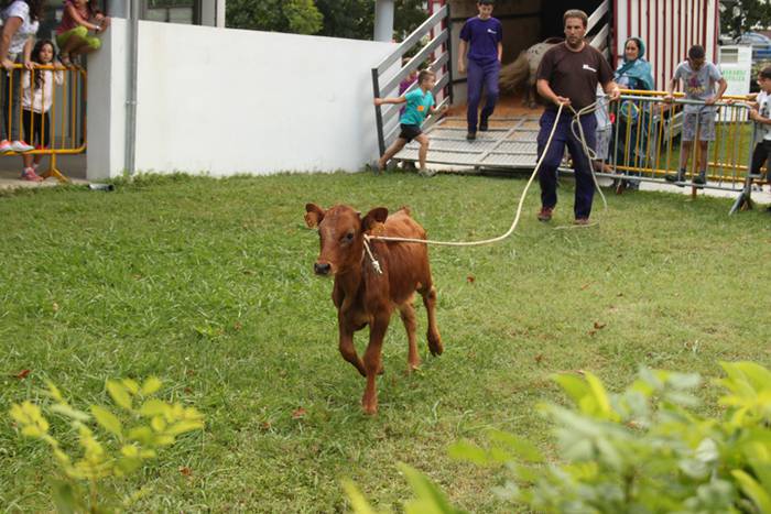 Ikaztegietako Jaiak 2017, um 16 1502457252723