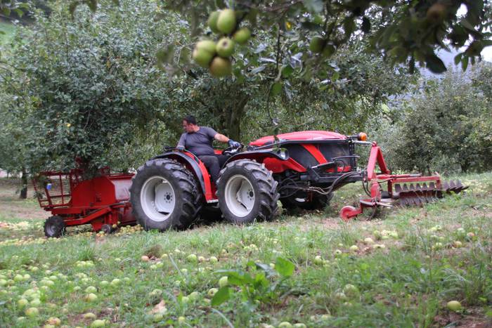 Sagarrak jasotzen. Altzo. Sa 15 1631723381402