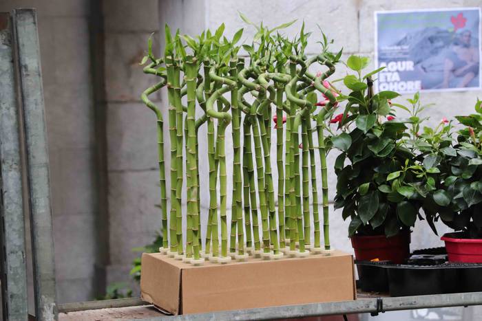 Lore eta Landare Azoka 2019 40 1558171915946