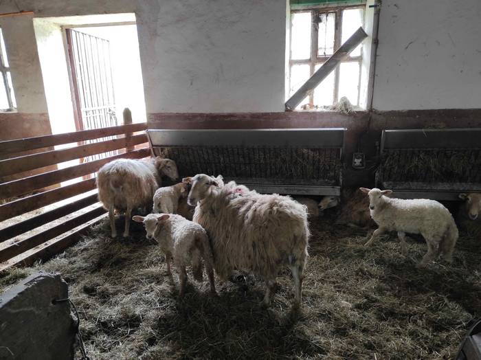 Berastegiko artzaintza eta g 13 1624262861489