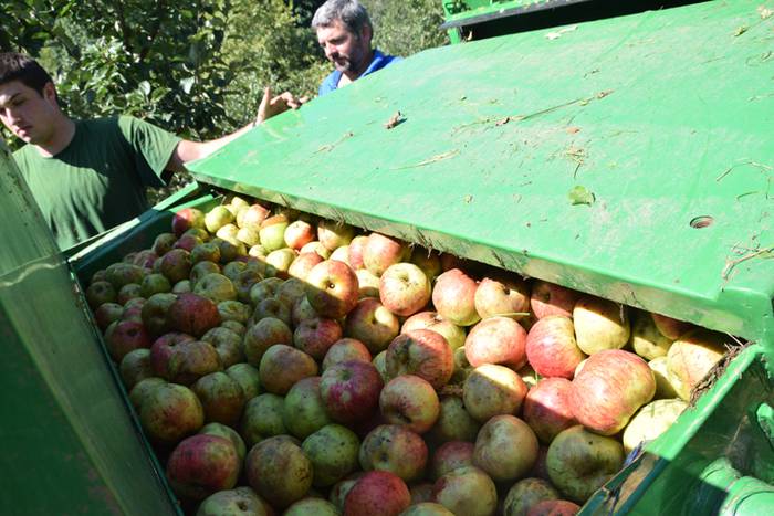 Makina, sagarrak biltzeko 10 1506683769670