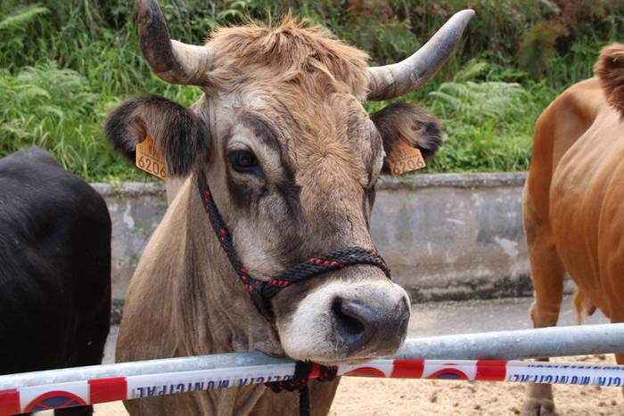 Piperra baino askoz gehiago 80 1505655135287