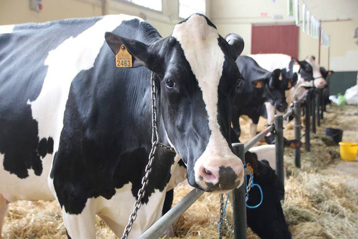 Frisoi Txapelketa 2015 4 1447530176160