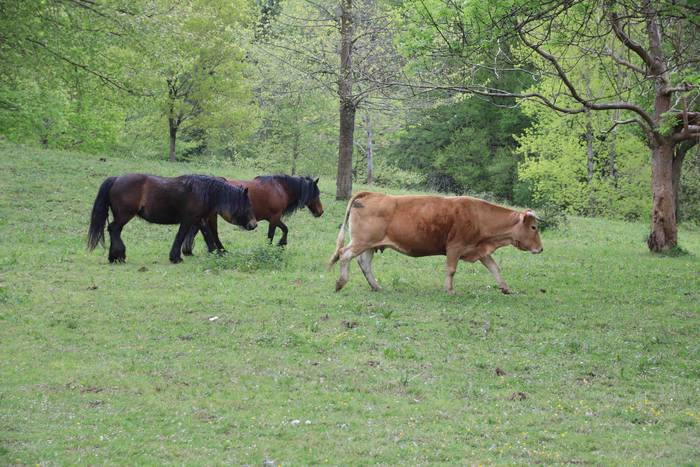 Larre irekiera festa Komizar 4 1650713594042