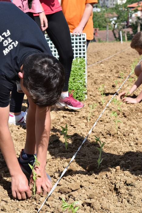 Piper landaketa Ibarran, 201 34 1494844474096