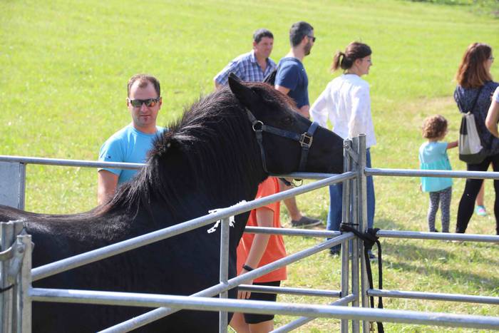 Zizurkil herrigunea Azoka Be 41 1570974702593