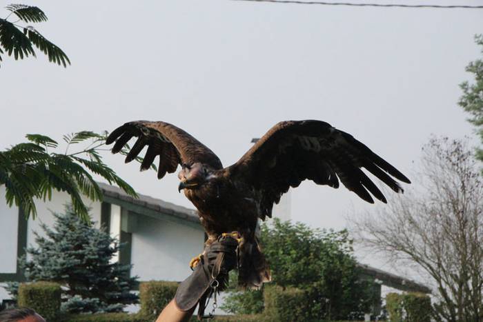 2016 bidea 47 1471776079854