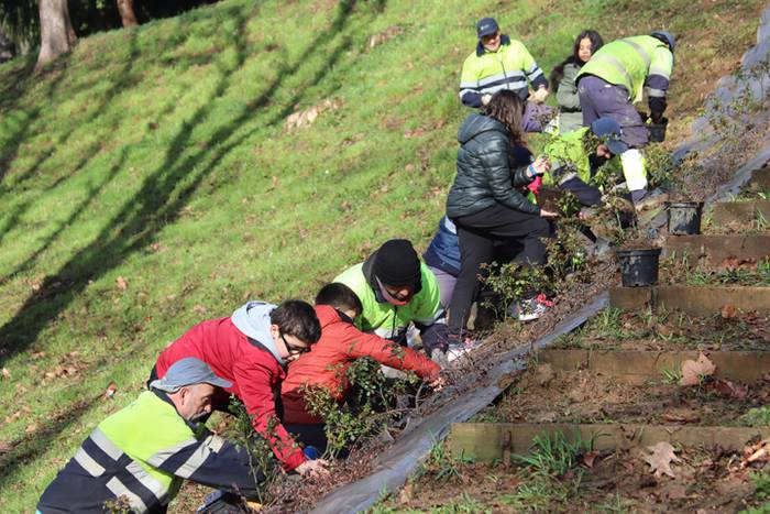 Tolosako ikasleek zuhaitzak  10 1520435477413