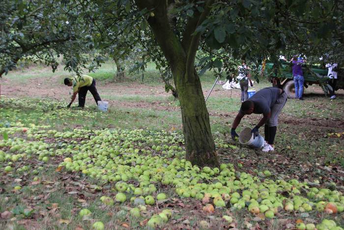 Sagarrak jasotzen. Altzo. Sa 11 1631723379343