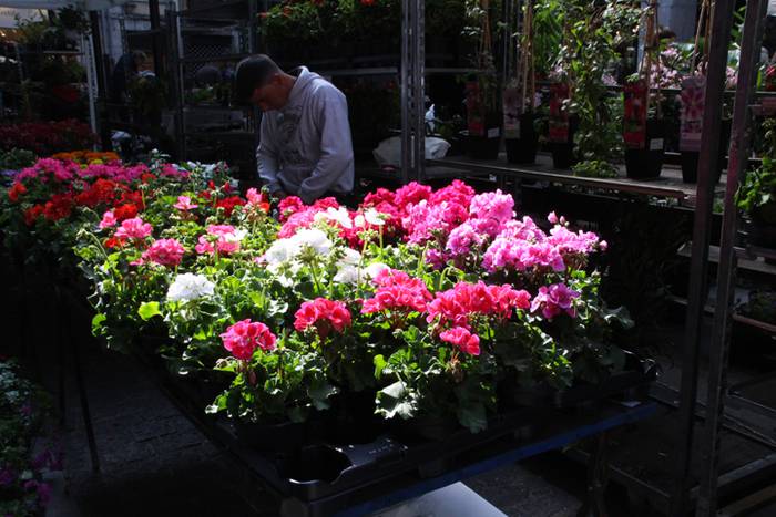 Udaberria loratu da Tolosan 8 1526734035774