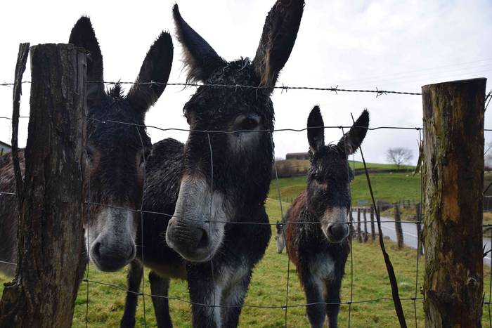 Animaliek jaso dute San Anto 4 1547722493349