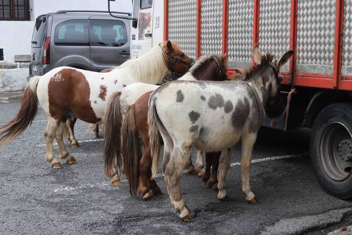 Zezen txikien aurretik 11 1656263615372