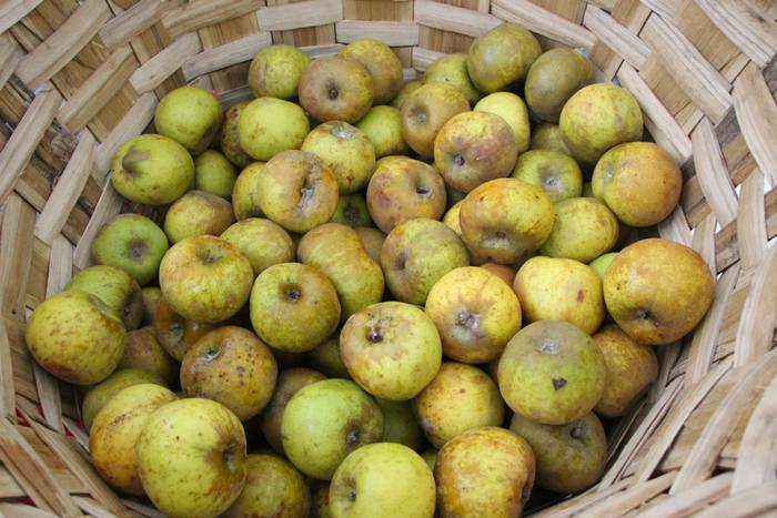 Zuhaitz Azoka Tolosan 2016 22 1456601473830