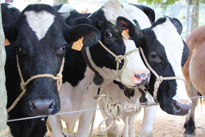 Goizez lan, arratsaldez fest 9 1572186202074