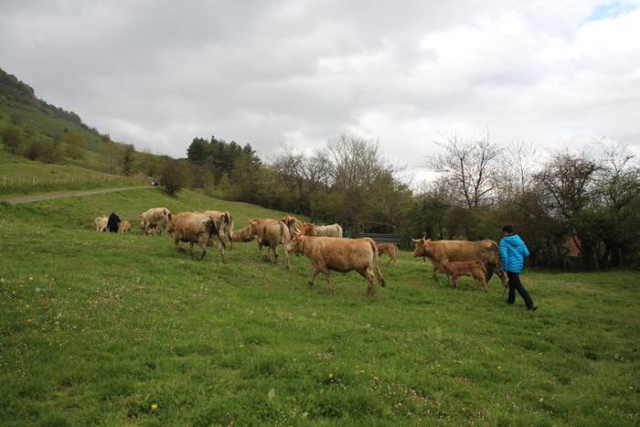 Aralarko larre irekiera 88 1462122154388