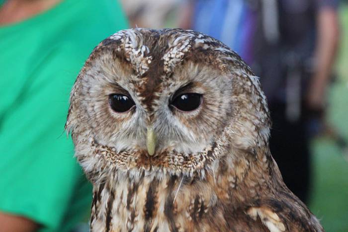 2016 bidea 56 1471776145949