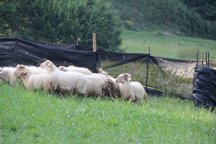 Artzaina eta txakurraren artea Amezketan 48 1472322650617