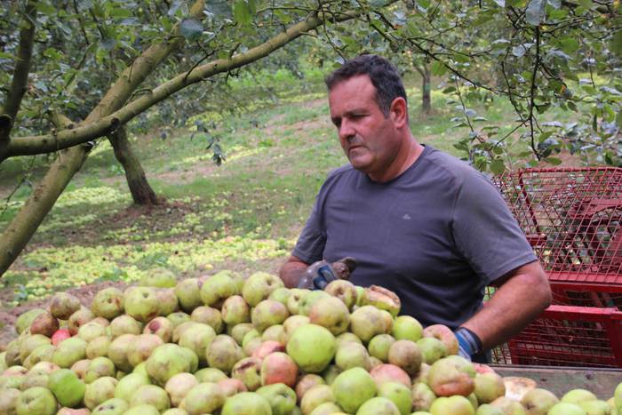 Sagarrak jasotzen. Altzo. Sa 36 1631723388606