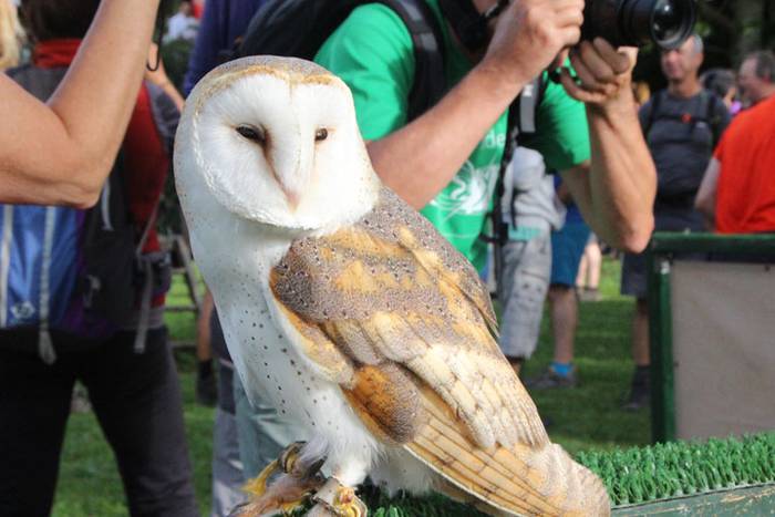 2016 bidea 21 1471775892882