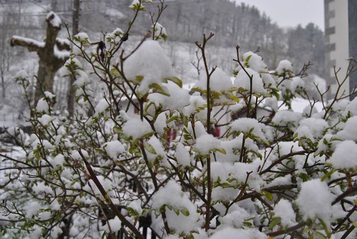 Argazki galeria: Tolosaldea, 28 1519809823710