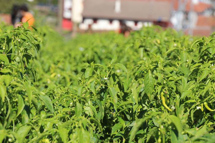 Ibarrako piperrak biltzen 20 22 1506520978530