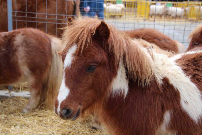 Berastegiko gaztarik onena A 9 1608397900326