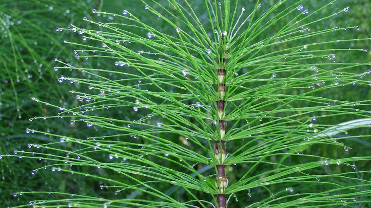 Azeri-buztana, osasunaren aliatu zaharra