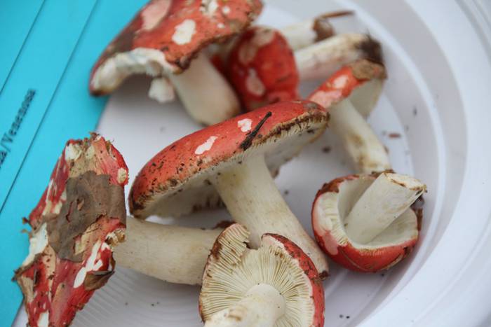 Udazken loreen gurtza 3 1477137462017