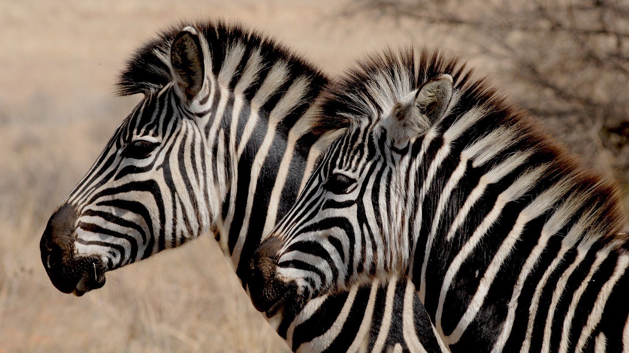 Zebrak, zuriak ala beltzak?