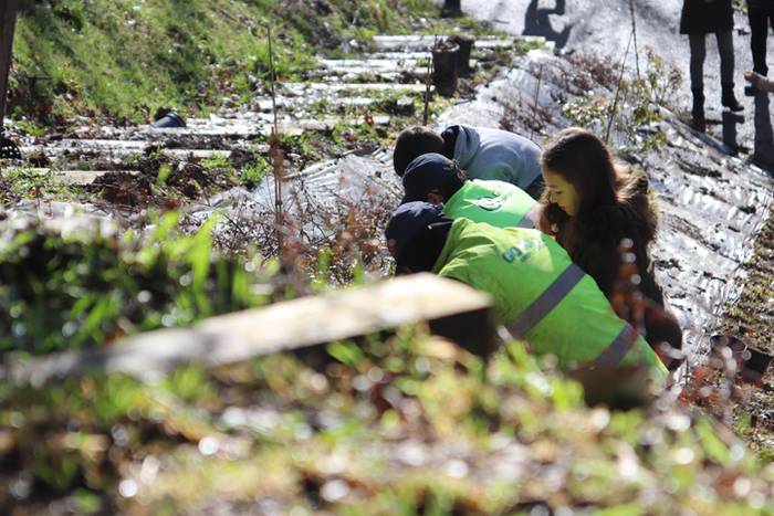 Tolosako ikasleek zuhaitzak  16 1520435517075