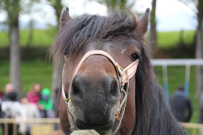 Aralarko larre irekiera 48 1462122139532