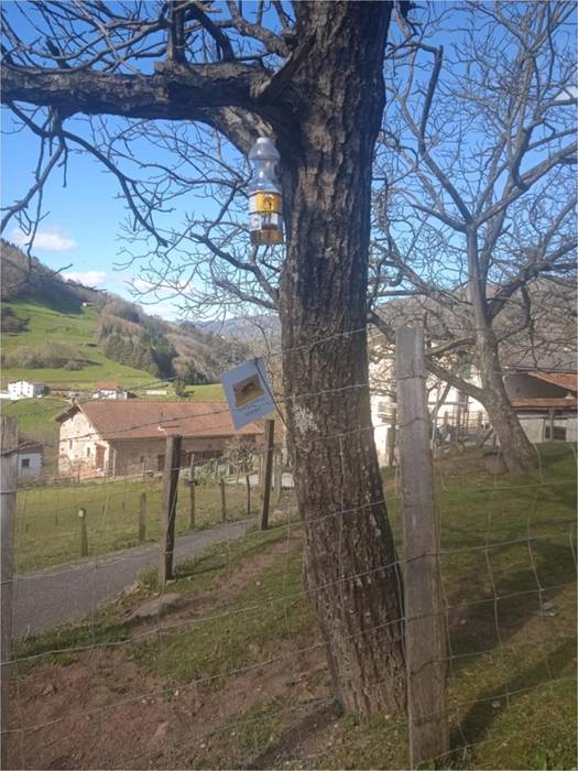 Liztor asiarraren populazioa kontrolatzeko tranpatze prozesua abiatu du udalak